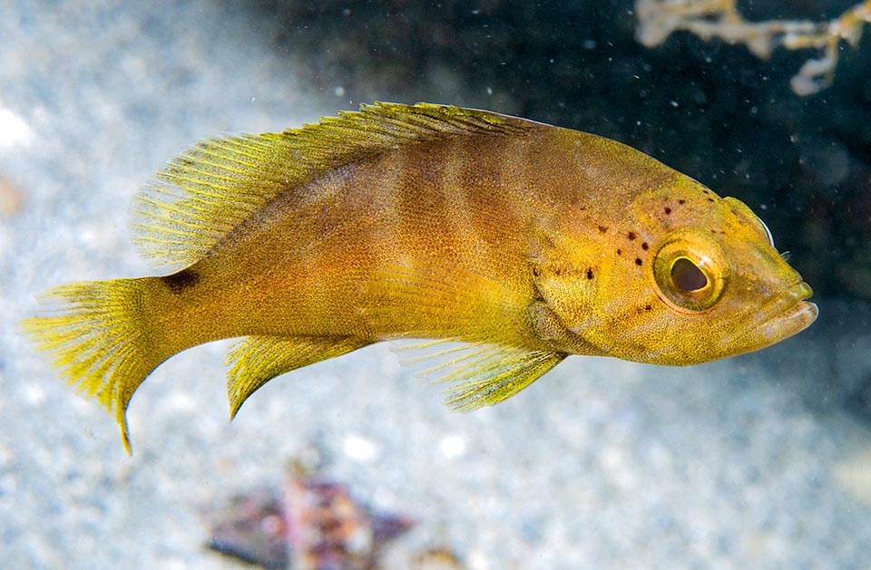 Eggs and larvae are pelagic. Juveniles grow in the phanerogams prairies migrating to madreporic sites when about 12-15 cm long.