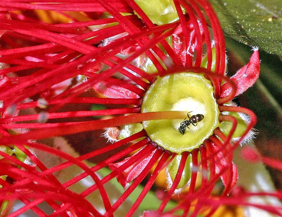 Also the ants attracted by the sugary substances of hypanthium, with ovary at center and around the stamens, concur to the pollination.