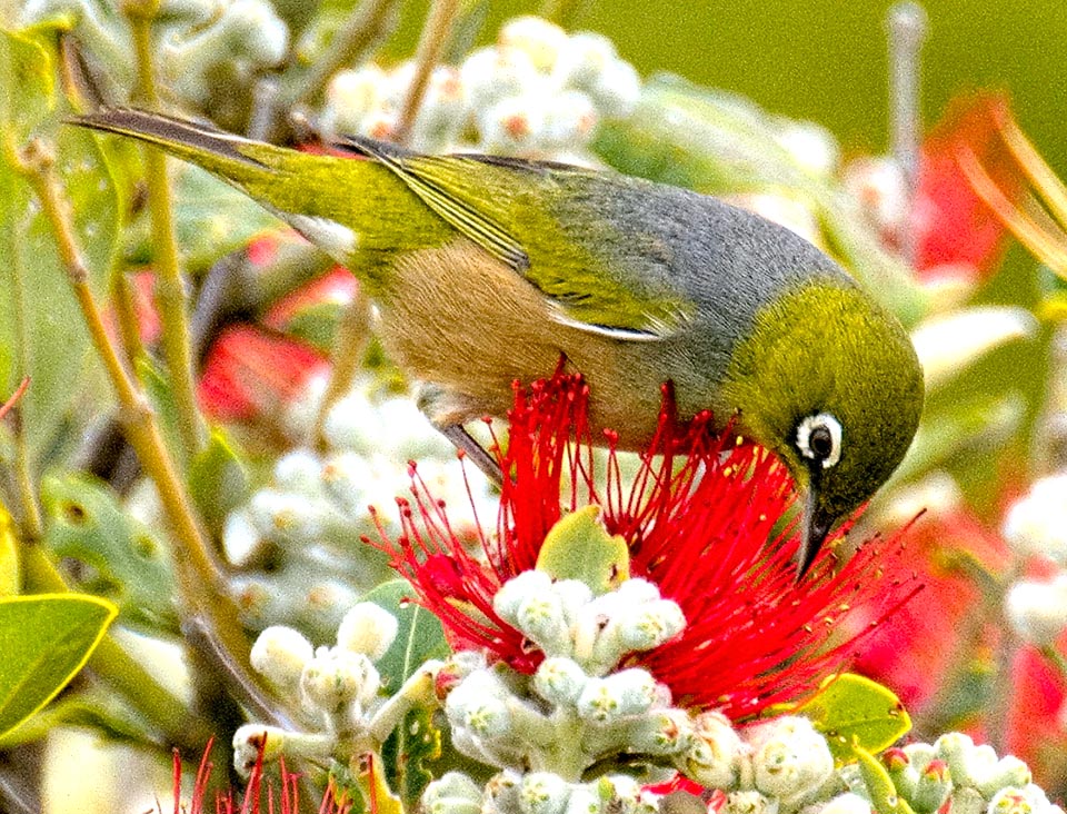 E non mancano fra gli impollinatori gli uccelli come questo Occhialino dorsogrigio (Zosterops lateralis) e papagallini come Trichoglossus haematodus.