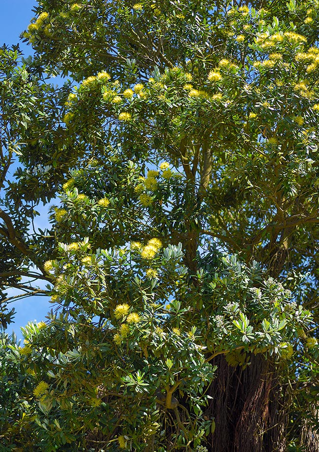 Oltre ai fiori tipicamente rossi, Metrosideros excelsa conta anche una varietà gialla non meno attraente.