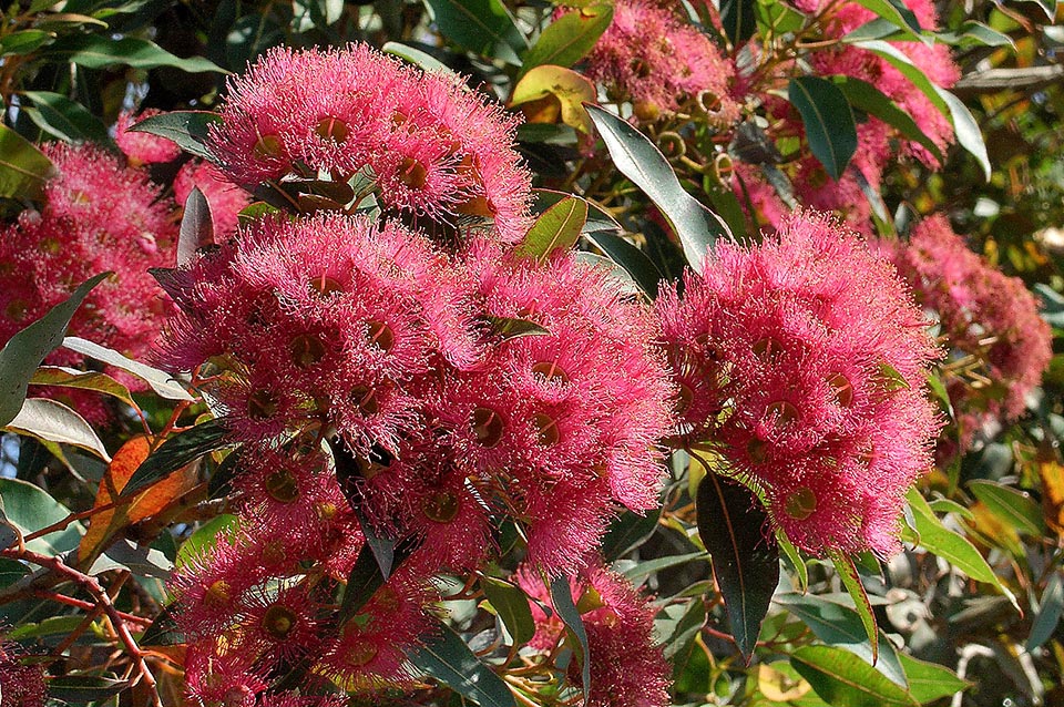 Questo è il trionfo del rosa, spesso con infiorescenze molto dense, ed è stata isolata anche una varietà arancio.