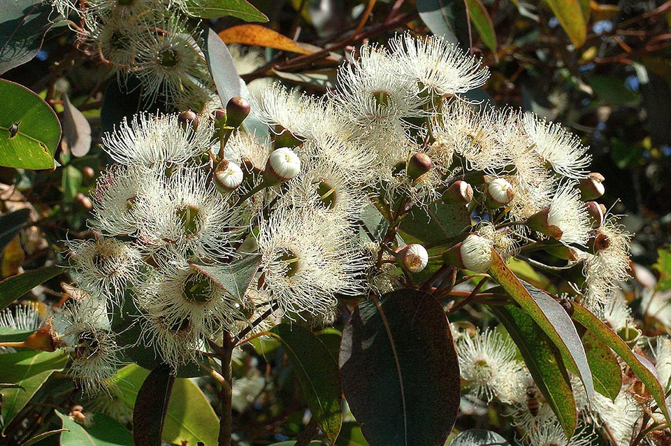 Come per molti fiori si è infine isolato il bianco. Ma oltre ad essere una indubbia pianta decorativa, Metrosideros excelsa mostra anche virtù medicinali.