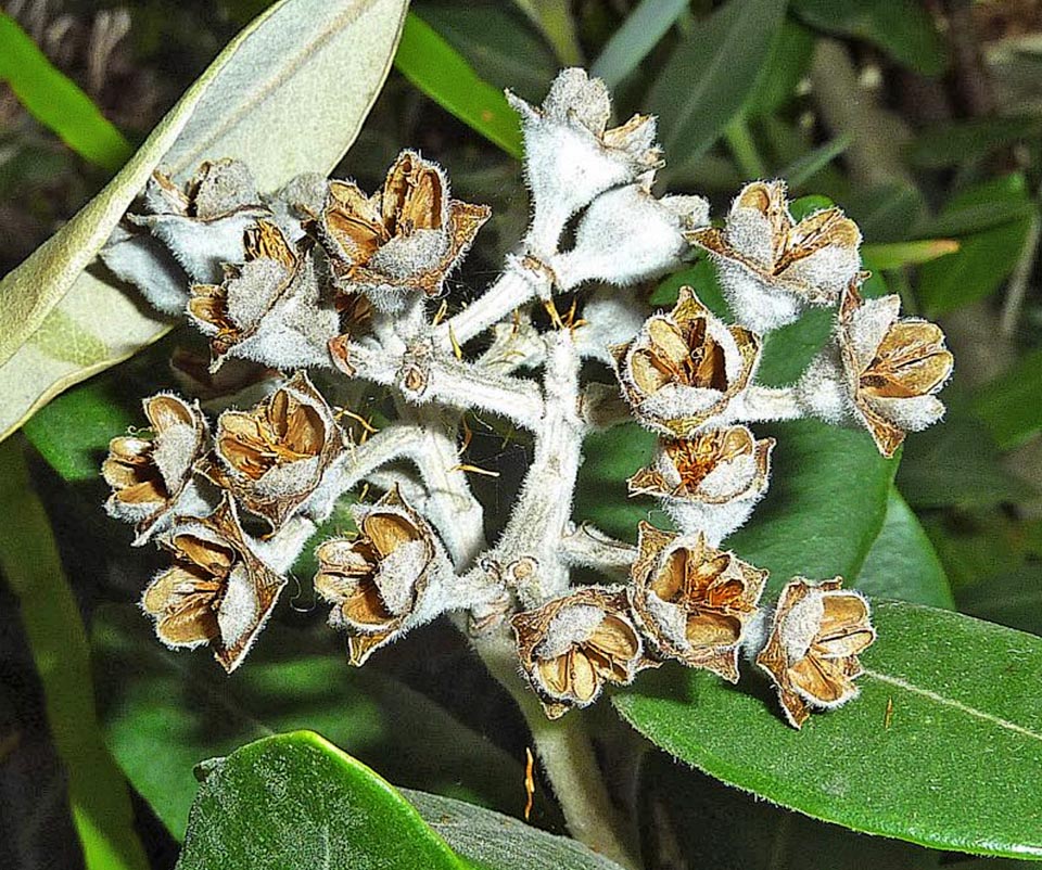 I frutti di Metrosideros excelsa liberano semi senza riserve nutritive dal rivestimento sottile che li rende vulnerabili all’essiccazione. Devono quindi trovare subito l’umidità necessaria per germinare.