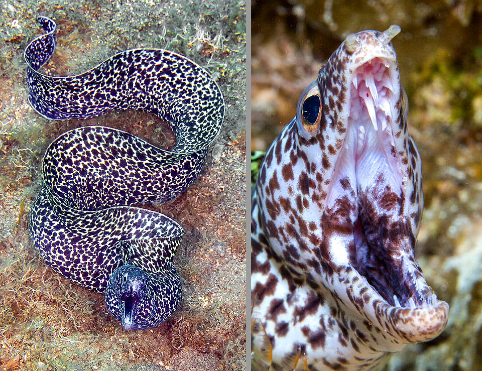 Gymnothorax moringa est après Gymnothorax funebris la plus grande murène des Caraïbes et longue jusqu'à 2 m avec une bouche effrayante armée de dents pointues.