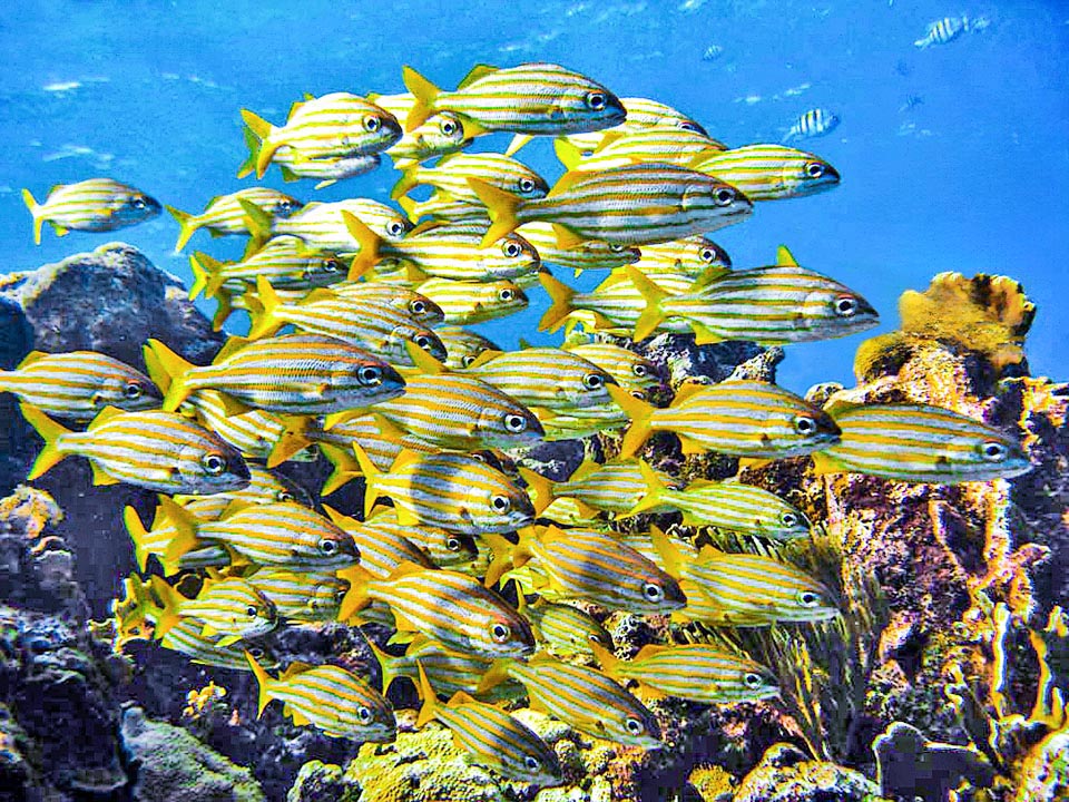 During the day Brachygenys chrysargyreum rests in plain sight, socially camouflaged in motionless schools, that thanks to the particular striped livery do not attract the attention of the predators.