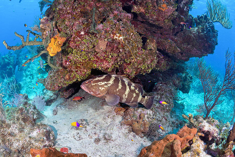 Lungo un tempo anche 122 cm, Epinephelus striatus vive in ambienti rocciosi e madreporici nell’Atlantico occidentale dalle Bermude, Florida, Bahamas, Cuba e Caraibi fino al Brasile meridionale