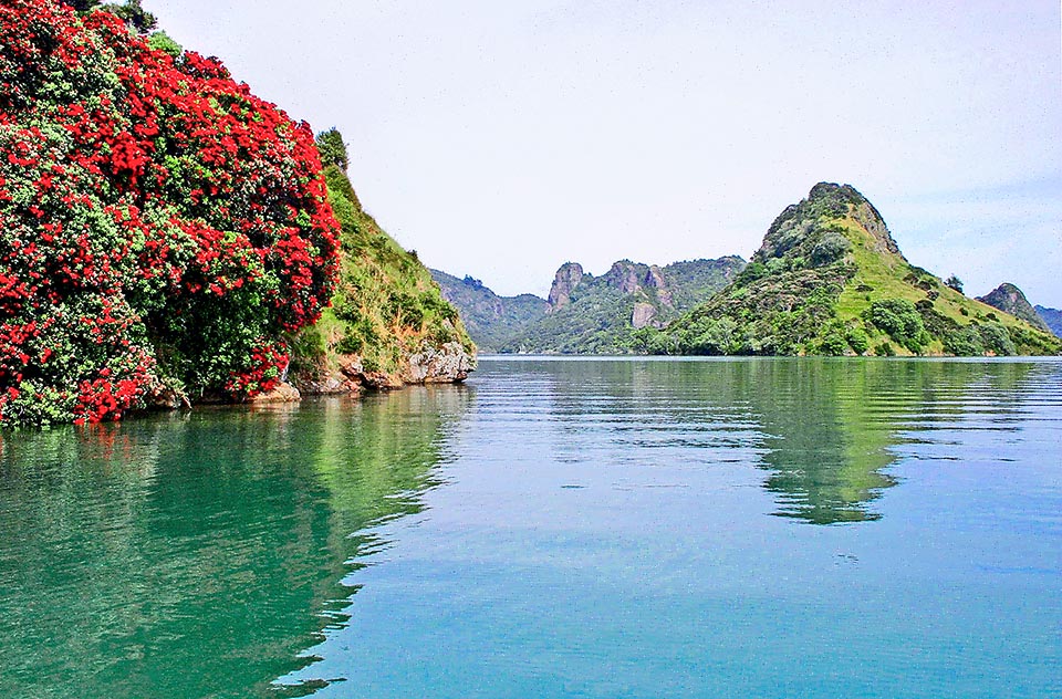 Metrosideros excelsa cresce sulle sponde dell'isola di Wairaupo o Milford, splendido scenario nel nord della Nuova Zelanda.