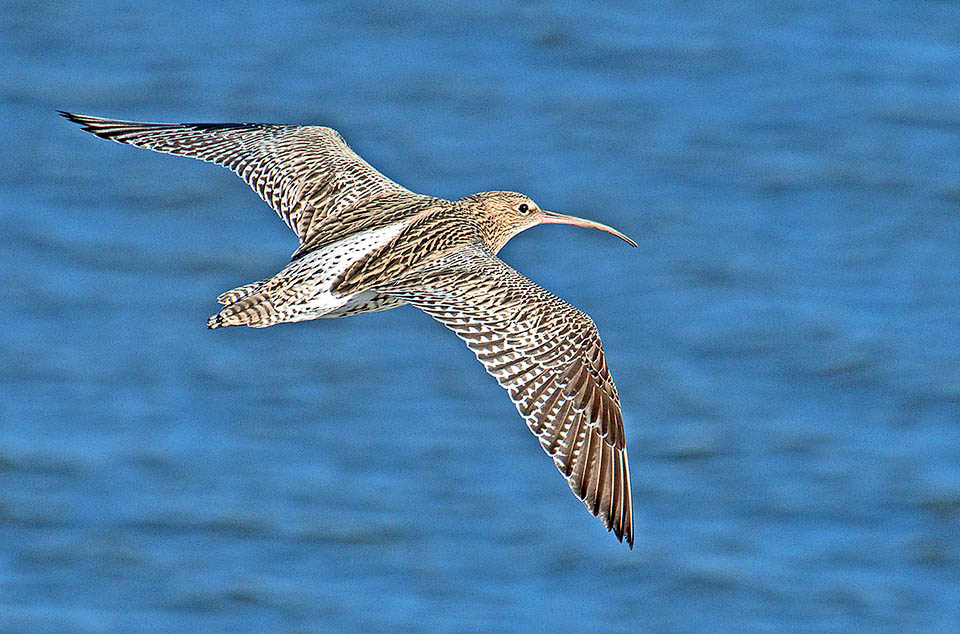 Numenius arquata could be mistaken for the livery but not for that arcuate profile of the beak and the melodious song “chiurlìu chiurlìu” it emits continuously flying as well as on the ground.