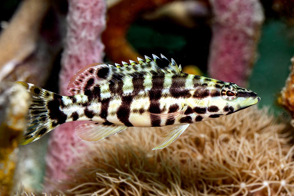 Les barres foncées verticales de Serranus tigrinus, croisées avec celles horizontales, forment des rectangles mimétiques.