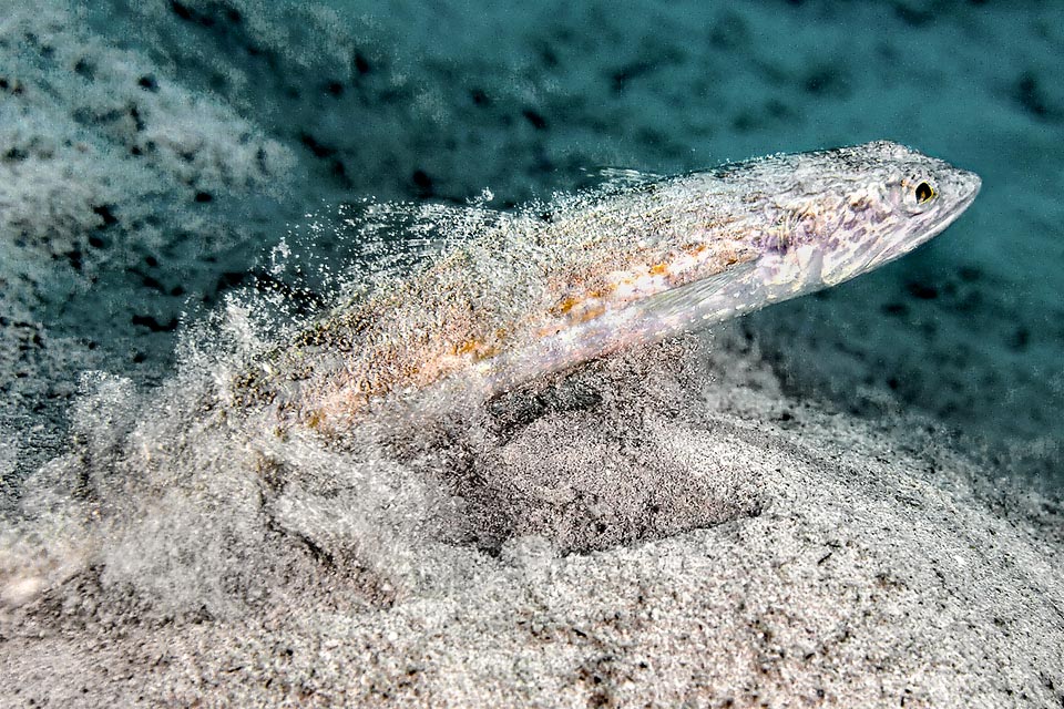 Appena vede una preda Synodus intermedius schizza fuori fulmineo col suo muso da lucertola per afferrarla con innumerevoli piccoli denti aghiformi.