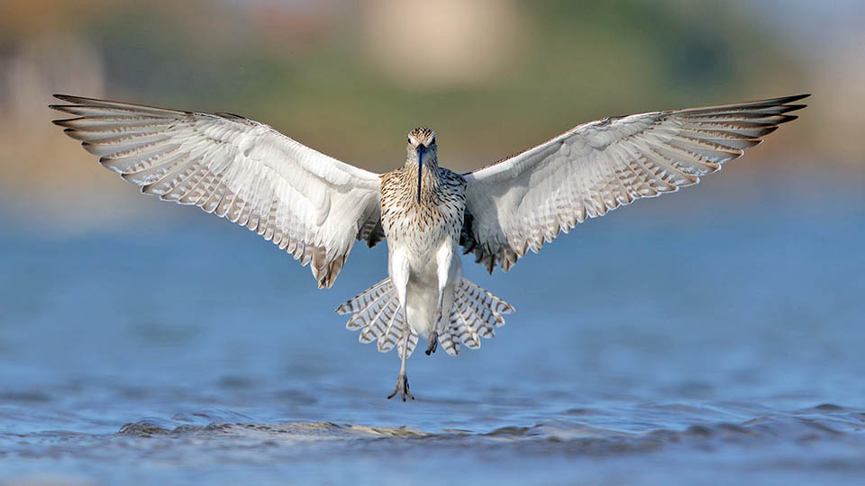 Numenius arquata reaches 60 cm of length, with a weight that in certain periods can amply exceed 1 kg with a wingspan of 110 cm.