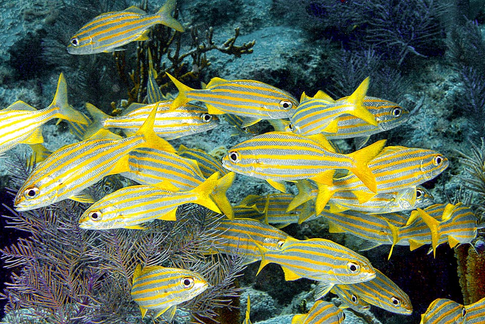 Brachygenys chrysargyreum measures mainly 17 cm and apart some specimens ending up in the public aquaria, is an uninteresting fish that is consumed locally.