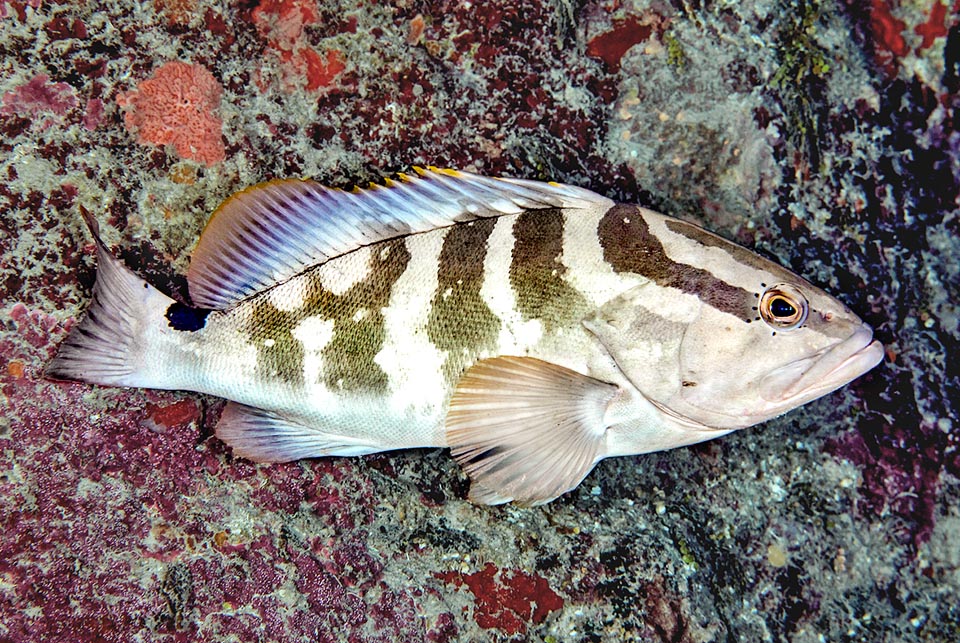 Questa è la livrea tipica di Epinephelus striatus con una vistosa macchia nera a sella sempre presente sul peduncolo caudale e fasce marrone scuro. La prima, che camuffa l’occhio, raggiunge a gomito l’inizio della pinna dorsale. Seguono 5 bande irregolari verticali con la terza e la quarta che formano toccandosi in alto una sorta di “ W “.