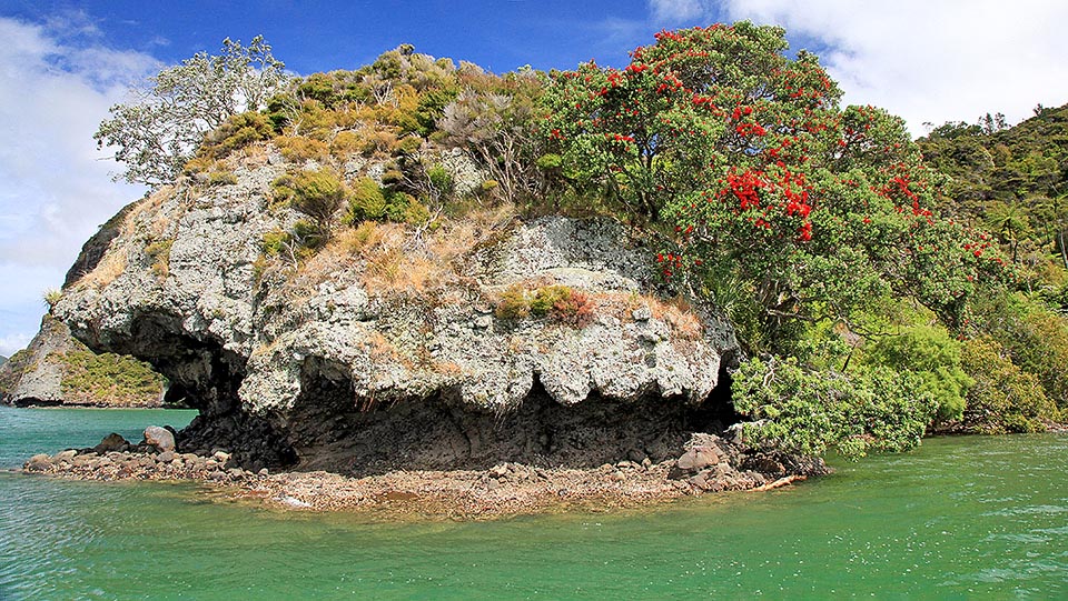 Metrosideros excelsa ne craint pas la salinité des côtes ce qui fait que les Maoris l'appellent "Pohutukawa" qui signifie "mouillée par les embruns".