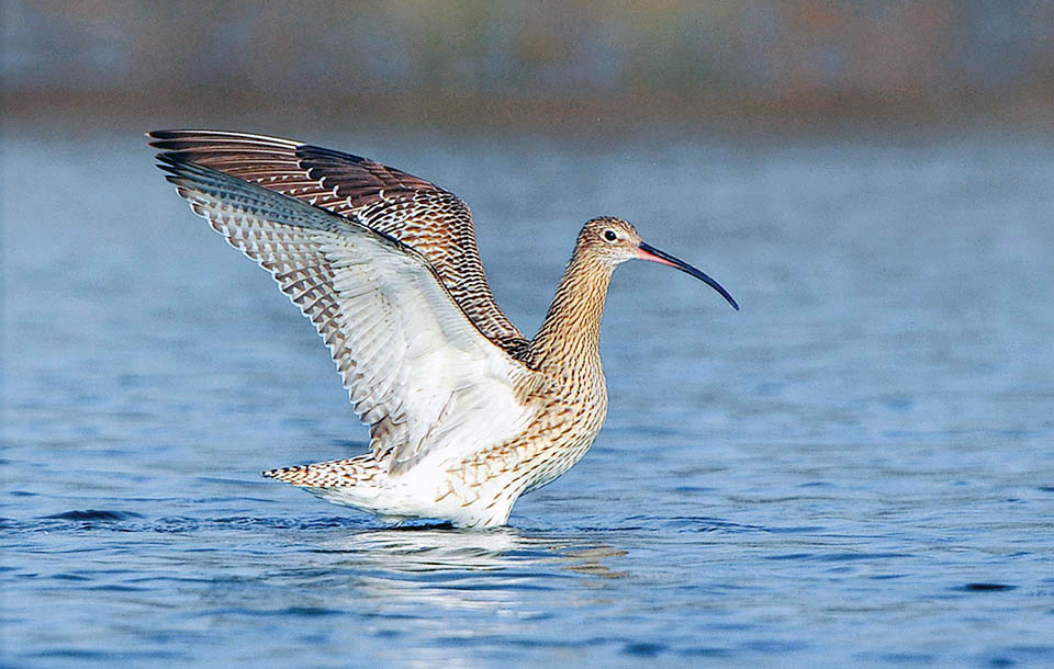 In summer Numenius arquata lives in fairly cold environments, in the north Palearctic, but often migrates to the south in winter.