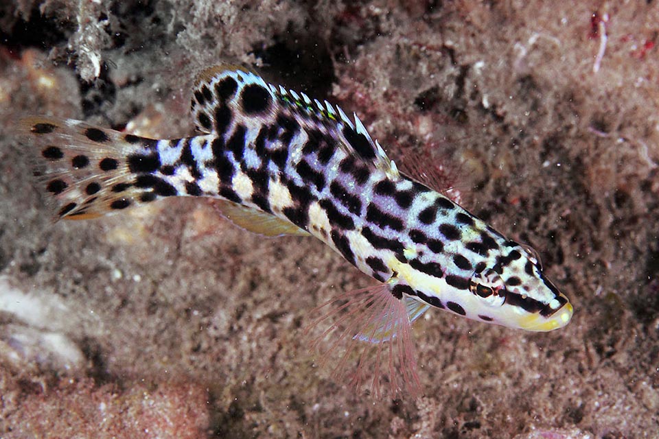 The eye of Serranus tigrinus is covered by the longest horizontal line starting on the snout and the predators are confused by the countless ocelli spots.