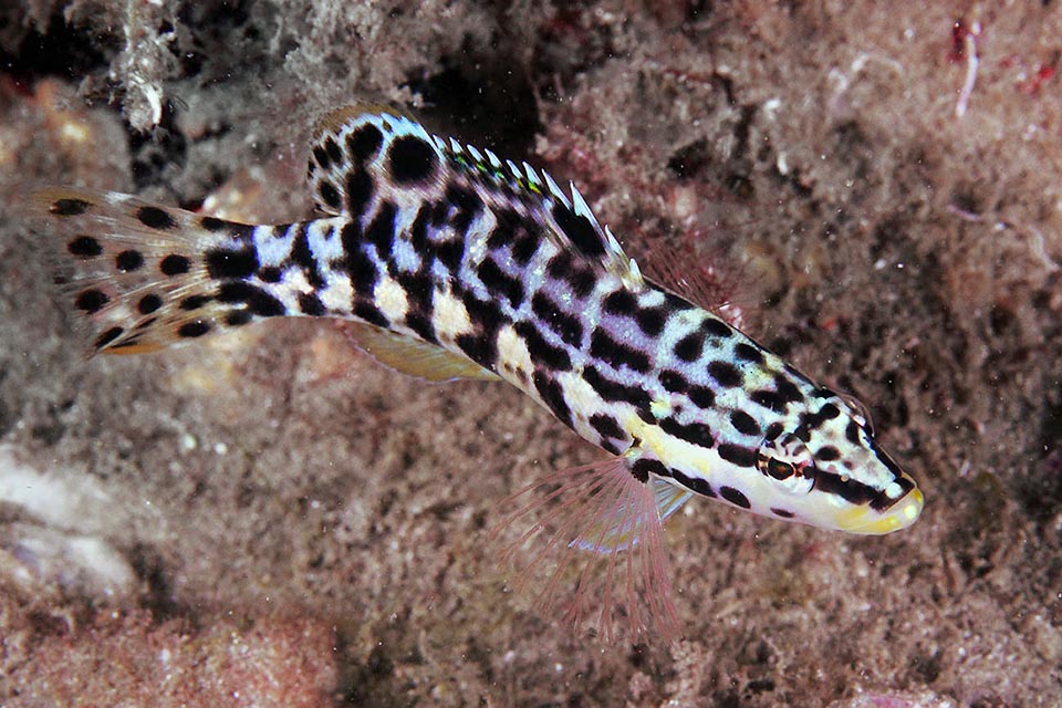 L'œil de Serranus tigrinus est masqué par la ligne horizontale très longue qui part du museau. Les prédateurs sont troublés par d'innombrables taches et ocelles.