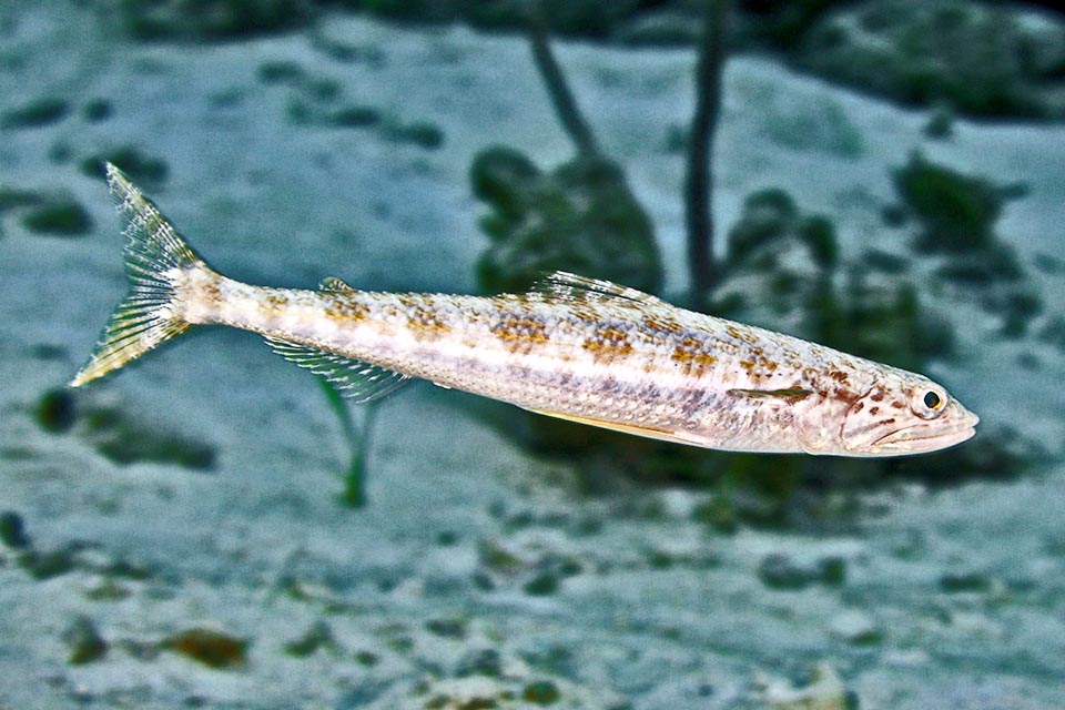 Long en moyenne de 25 cm avec un corps fusiforme poussé par la puissante nageoire caudale, Synodus intermedius se déplace si vite qu’il n’est pas toujours évident de le repérer en nageant.
