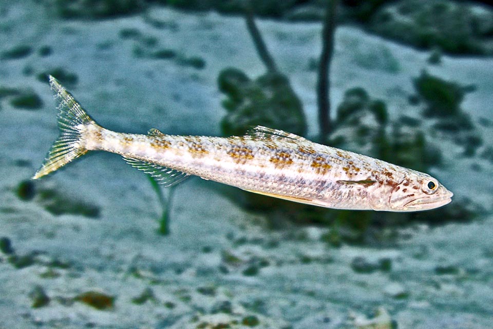 25 cm long on average with fusiform body pushed by the strong falcate caudal fin, Synodus intermedius is so quick in its movements that it is not always easy to spot it while swimming.