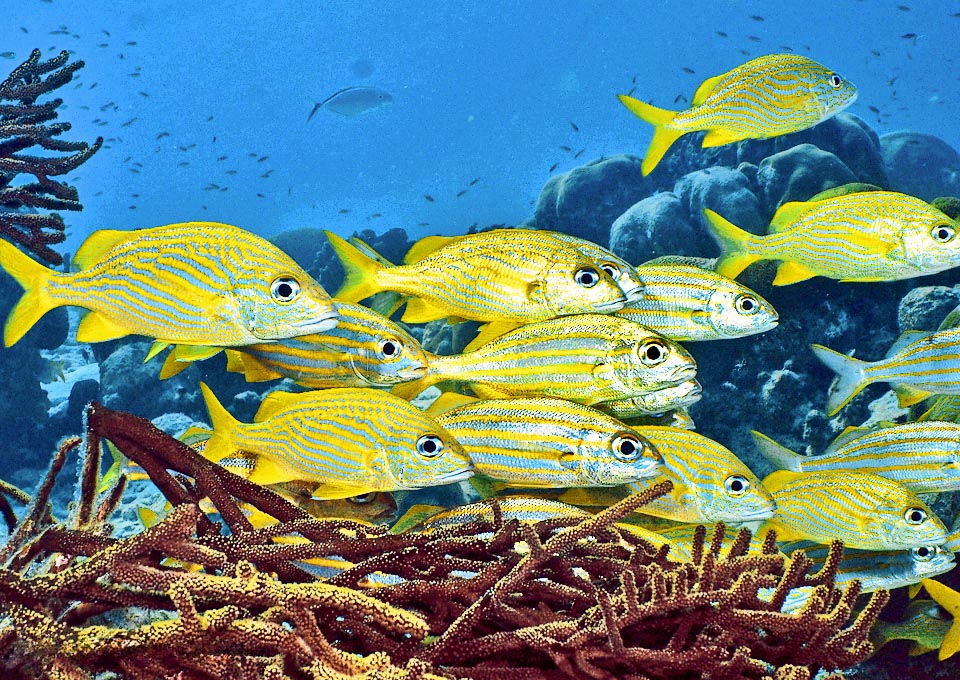 Brachygenys chrysargyreum se repose ici au milieu de spécimens d'Haemulon flavolineatum, espèce de la même famille aux couleurs similaires mais au motif différent.