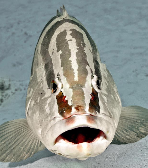 Seen from top we note starting from the snout, on the back, the drawing of a bifurcated tuning fork at the eyes level.