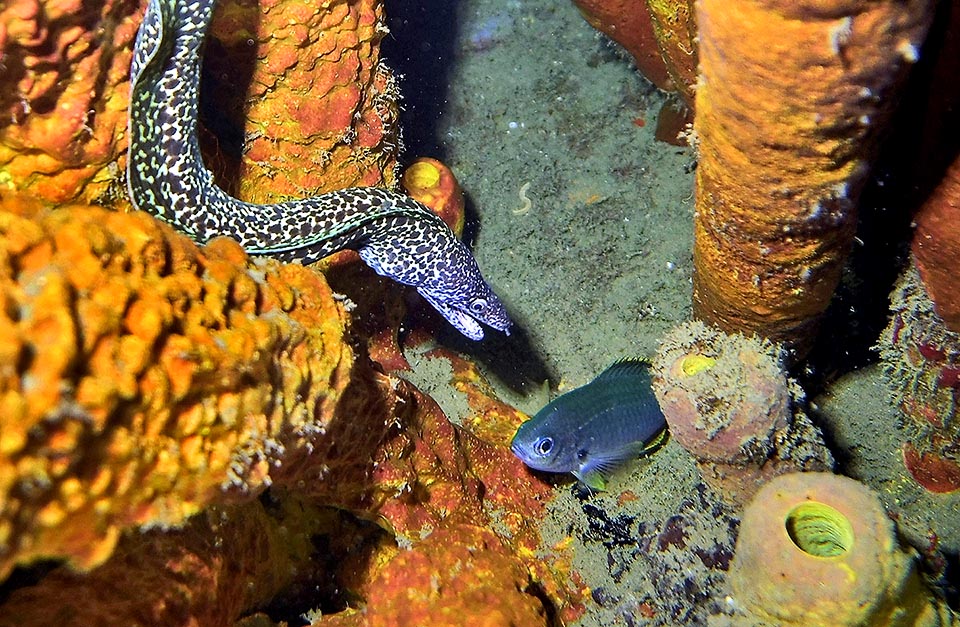 La nage de Gymnothorax moringa est ondulatoire grâce à une crête cutanée élevée. Ici elle va mordre une Azurina multilineata qu'elle a localisée dans l'obscurité de la nuit avec son odorant très fin.