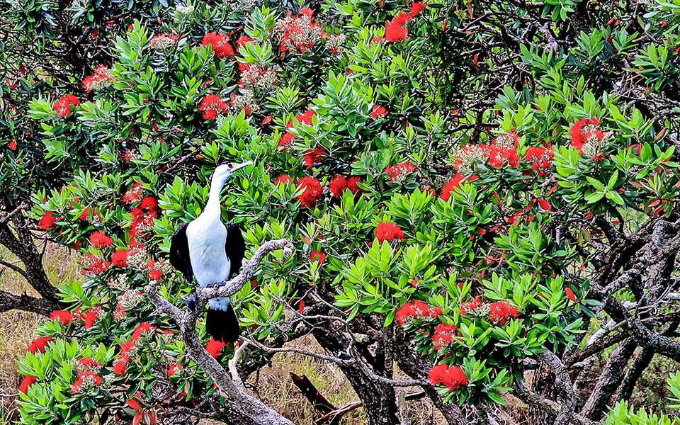 Metrosideros excelsa fleurit aussi près des formations de mangroves où le Cormoran à dos gris (Phalacrocorax varius) et les aigrettes nichent souvent.
