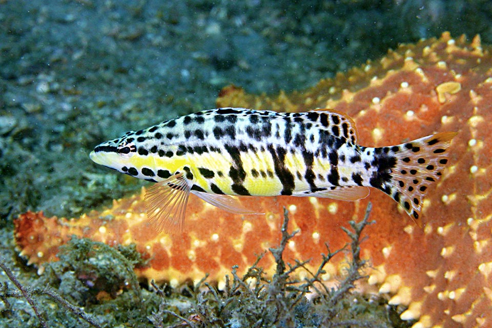 The chromatophores adapt then lights and colours after circumstances. Usually the fish upper part tends to greenish and the lower yellow.