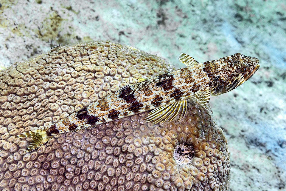 Mimetic as it is, Synodus intermedius can also spot motionless from the top of a madrepore the passing by victims. Here we note all the details of the splendid livery: the dark dorsal spots as well as the 8 rhombi on the sides, the traits on the fins and its elegant golden irregular lines crossing the back up to the caudal peduncle.