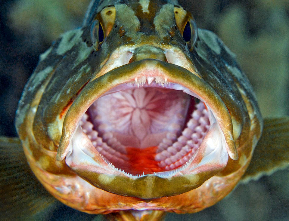 Epinephelus striatus aspira le prede con un bocca protrattile. All’interno si notano fasce di piccoli denti e sul davanti canini aguzzi per trattenere le vittime non ingoiate al primo colpo.