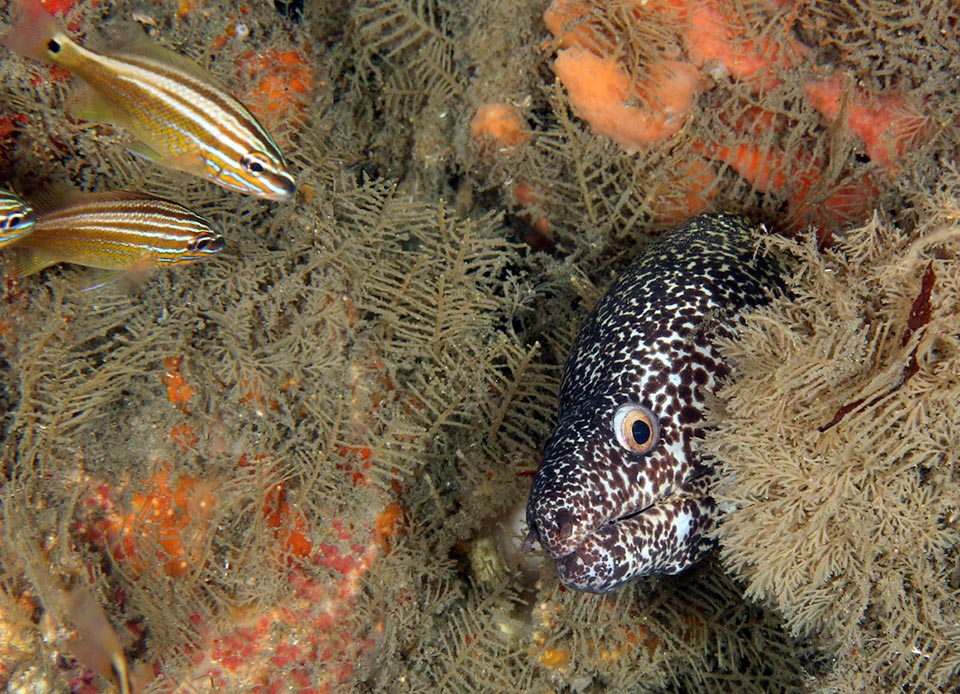 Di giorno Gymnothorax moringa occhieggia spesso dalla tana. Opportunista com’è potrebbe anche acchiappare questi giovani Haemulon plumierii di passaggio.