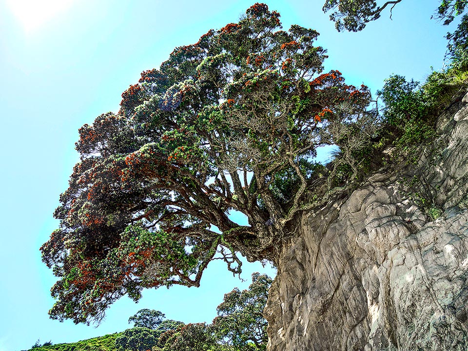 Metrosideros excelsa è una pianta che vive anche a strapiombo su un roccione. I fiori contrastano qui con la pagina inferiore tomentosa bianca delle foglie in crescita.