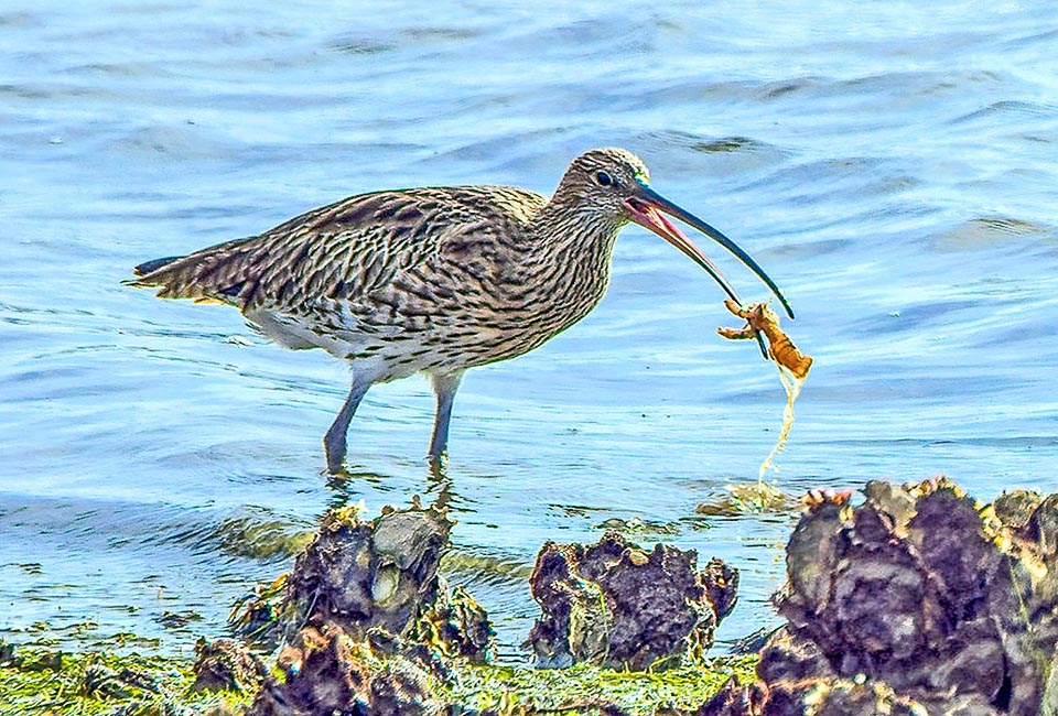 Here has caught a shrimp, but eats also worms, larvae and mollusks sinking the beak into the mud, even for 15 cm, where no other limicolous could get.