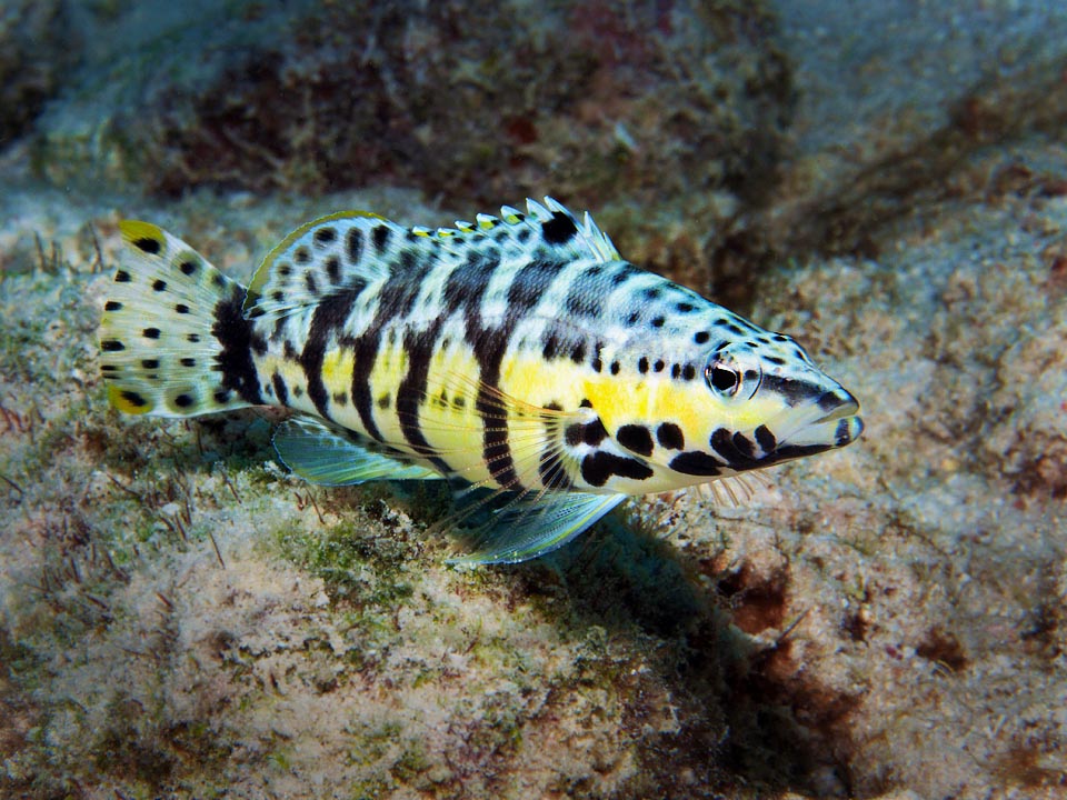 Serranus tigrinus feeds on benthic invertebrates, mainly crabs and shrimps it aspires whole opening suddenly its huge mouth.