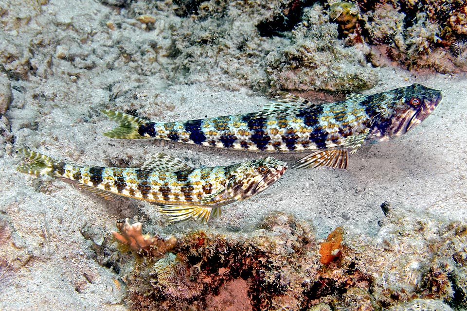 Sono presenti anche sui lati di Synodus intermedius e fra un rombo e l’altro, in basso, sono visibili altre macchie scure su una fascia chiara seguita da un’altra linea dorata.