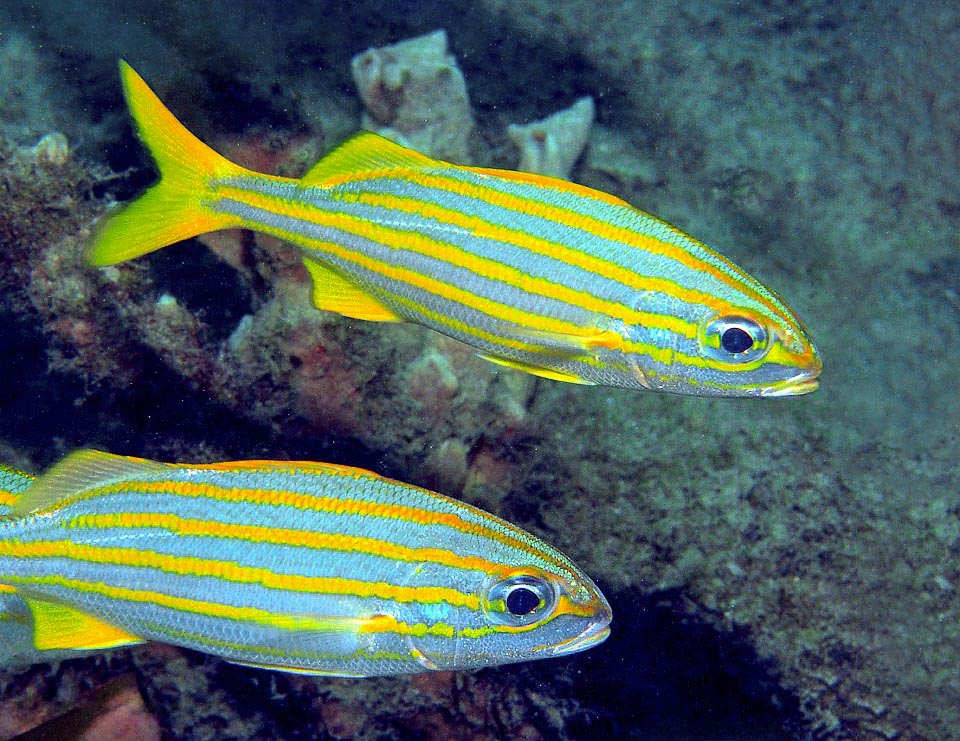 The reproduction of Haemulon flavolineatum does not occur in groups, but in pairs in the open sea with eggs entrusted to the currents.