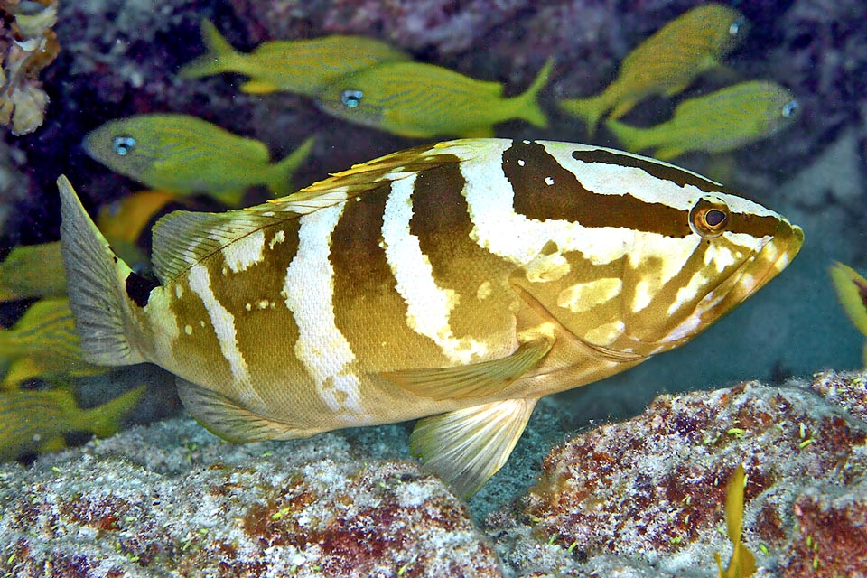 Epinephelus striatus si nutre per lo più di pesci, ma anche di molluschi, come calamari, polpi e gasteropodi, e di crostacei, principalmente aragoste, gamberetti e paguri.