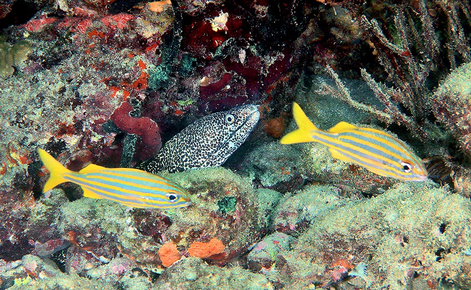 Qui invece Gymnothorax moringa osserva due Brachygenys chrysargyreum, prede facili molto diffuse nei Caraibi.