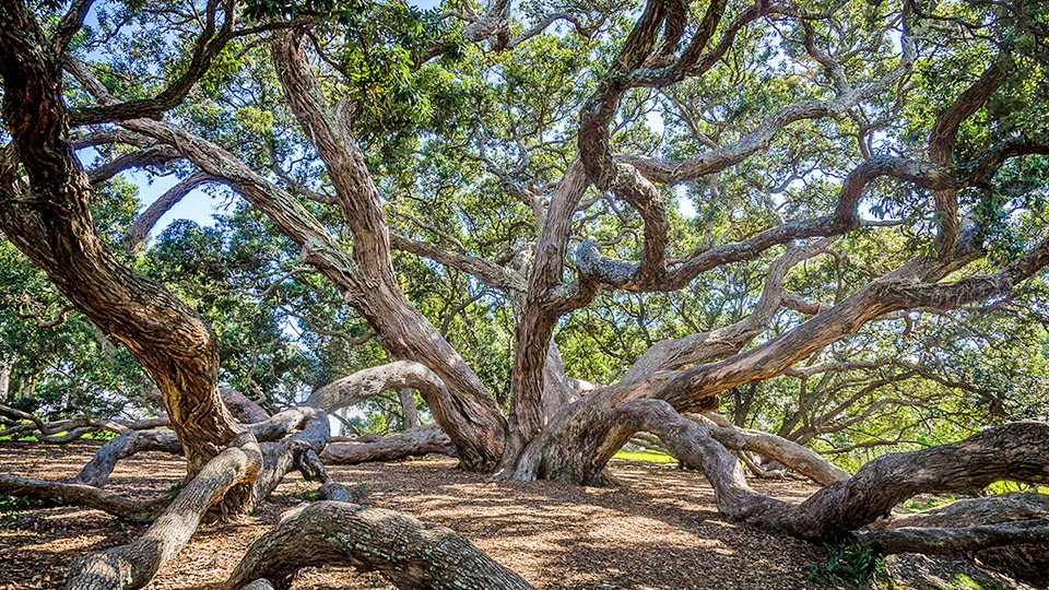 Se c’è terra fertile Metrosideros excelsa cresce nel tempo a dismisura, come qui. I rami che toccano il suolo radicano e risalgono con vigore.