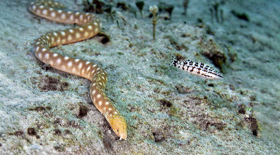 Here, maybe to discover where they hide, surveys a Sharptail snake-eel (Myrichthys breviceps) that locates them with an exceptional sense of smell.