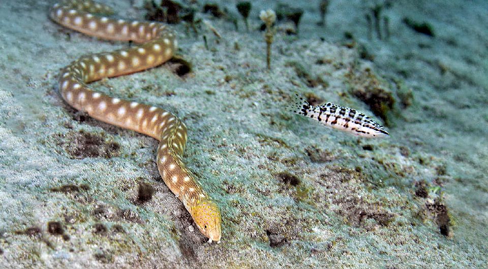 Ici peut-être pour découvrir où ils se cachent Serranus tigrinus surveille une Serpentine dorée (Myrichthys breviceps) qui les localise grâce à son odorat exceptionnel.