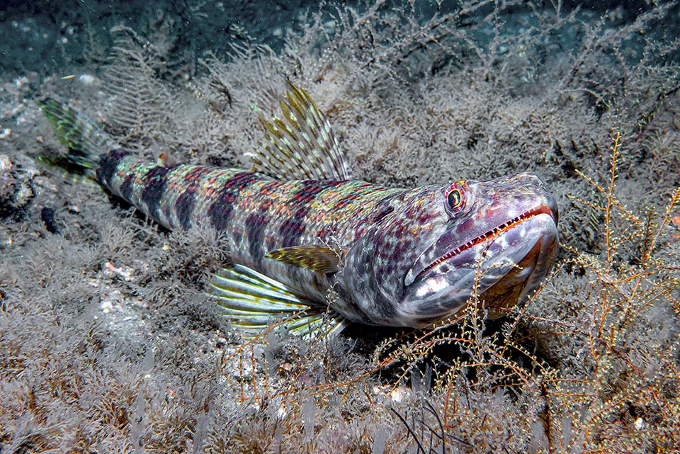 Tous ces motifs et ses couleurs sont cependant très variables sous l'effet des chromatophores qui adaptent la livrée mimétique de Synodus intermedius suivant les besoins du milieu.