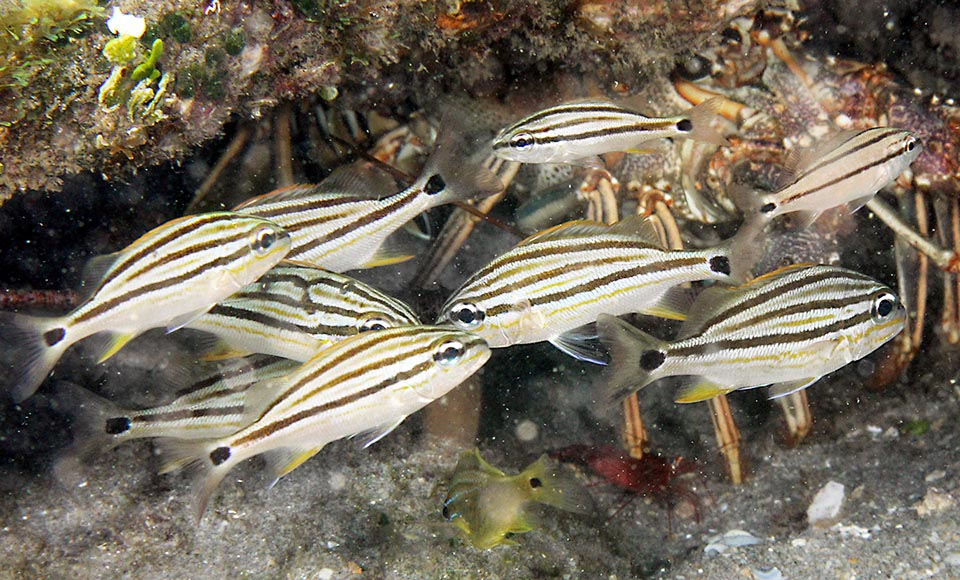 Les juvéniles de Brachygenys chrysargyreum portent 3 bandes brunes sur la partie haute du corps, la plus grande couvrant l'œil ; sur le pédoncule caudal, une tache noire bordée de blanc en crée un faux.