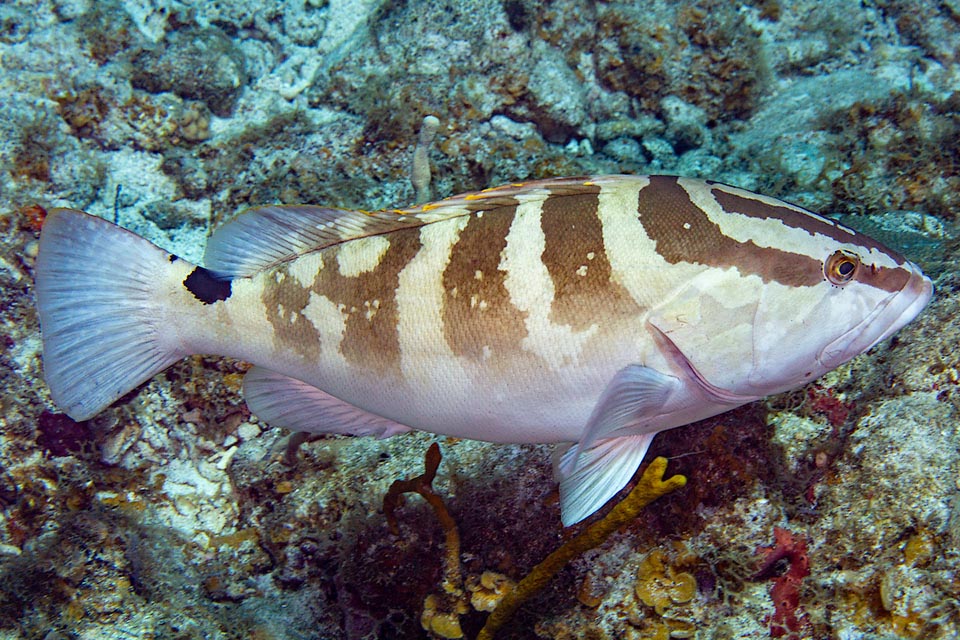 La livrea di Epinephelus striatus, mutevole grazie ai cromatofori secondo l’umore del pesce e le esigenza mimetiche, è generalmente più chiara negli individui che vivono in acque basse.