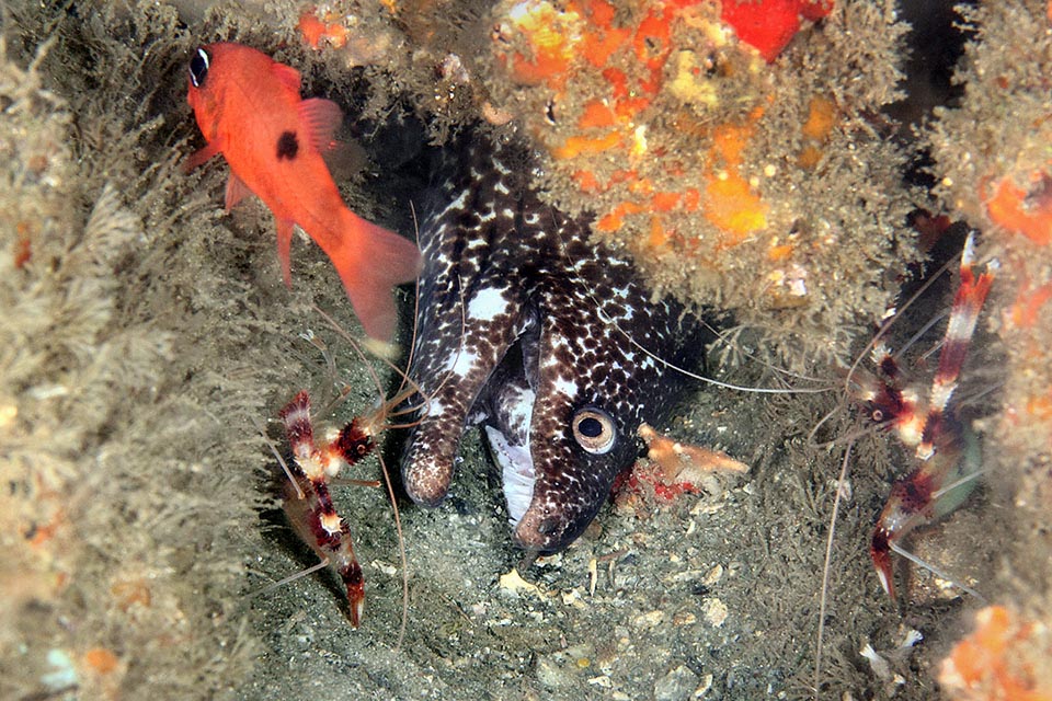 Cet Apogon maculatus par contre ne risque rien car la murène se fait enlever par deux Stenopus hispidus les parasites de la peau et la chair restée entre ses dents.