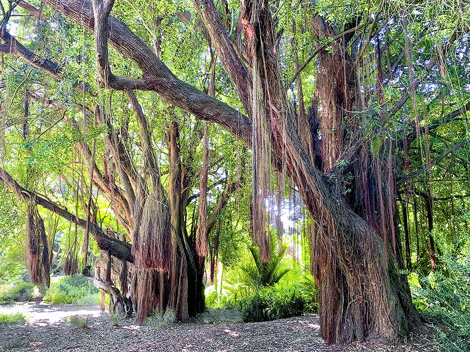 The survival of this evergreen, up to 20 m tall, is entrusted also to showy aerial roots that go down from the branches looking for water and for food