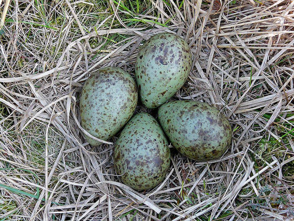Il nido di Numenius arquata è un piccolo avvallamento del terreno, foderato con poco materiale ed a volte con qualche piuma, dove vengono in genere deposte 4 uova.