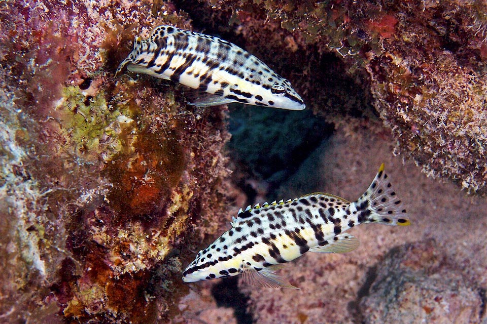 Serranus tigrinus is not like usually in the groupers a protogynous hermaphrodite, with females turning into males, but synchronous hermaphrodite, with individuals having in the same time the male and female organs. To reproduce the couples exchange then the rôles, fertilizing in turn the ovules released by the partner.