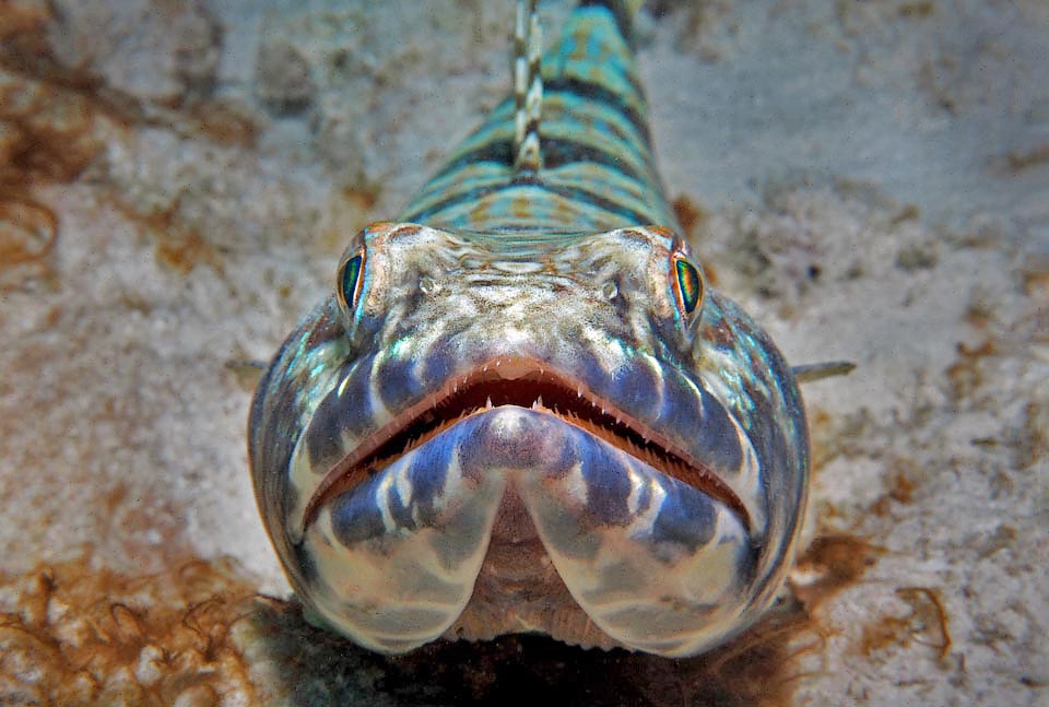 We discover here unattended emerald green and blue hues. The huge mouth ajar of Synodus intermedius shows the first row of teeth. Others are behind it, present also on the palate and the tongue.