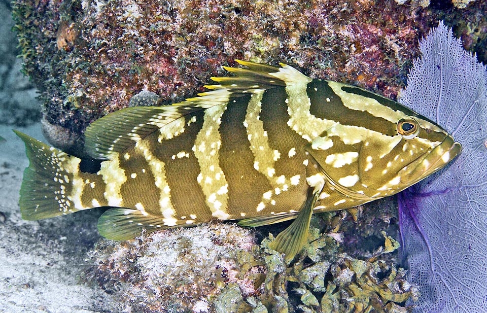 Qui Epinephelus striatus appare dorato con un disegno più marcato. La prima parte della pinna dorsale, spesso ripiegata, ha raggi spinosi gialli, il terzo o il quarto sono i più lunghi.